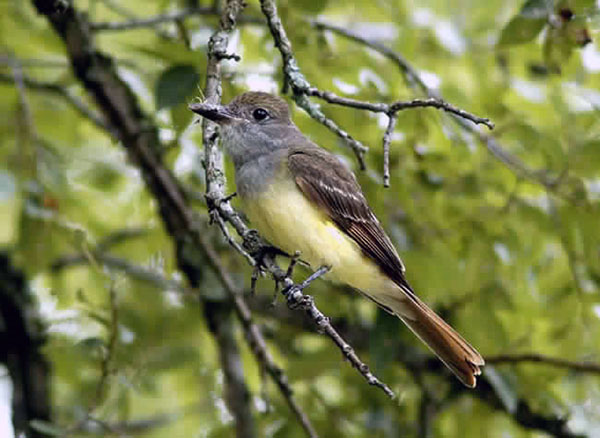 Great Crested Flycatcher