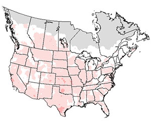 Summer range of the great horned owl