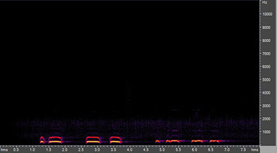 Vocalization of the great horned owl