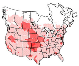 Winter range of the great horned owl