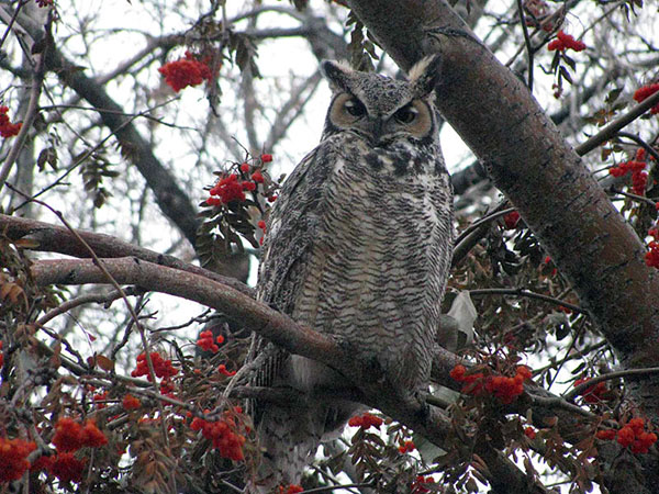 Great horned Owl