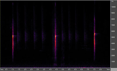 Vocalization of the hairy woodpecker