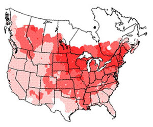 Winter range of the hairy woodpecker