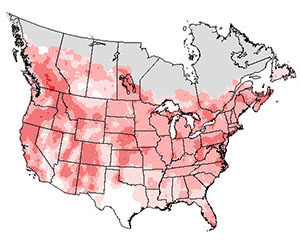 Summer range of the northern flicker