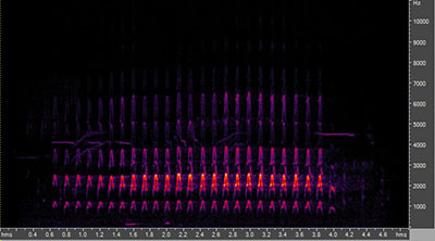 Vocalization of the northern flicker