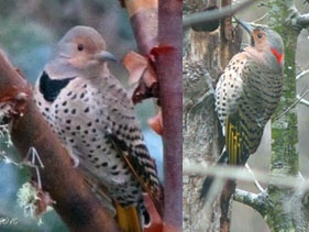 Northern flickers