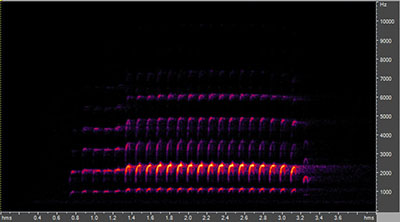 Vocalization of the pileated woodpecker