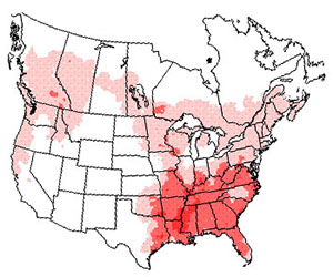 Winter range of the pileated woodpecker