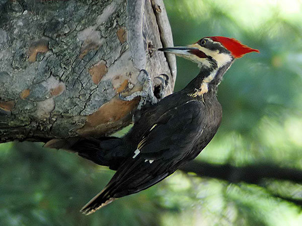 Pileated woodpecker