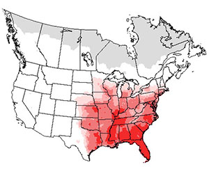 Summer range of the red-bellied woodpecker