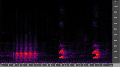 Vocalization of the red-bellied woodpecker