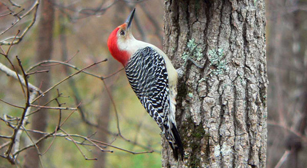 Red-bellied woodpecker