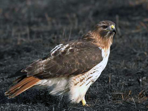 Red-tailed hawk