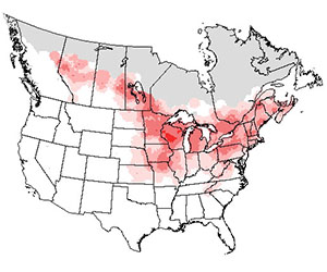 Summer range of the rose-breasted grosbeak