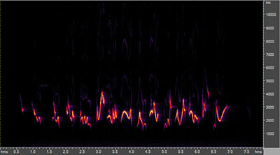 Vocalization of the rose-breasted grosbeak