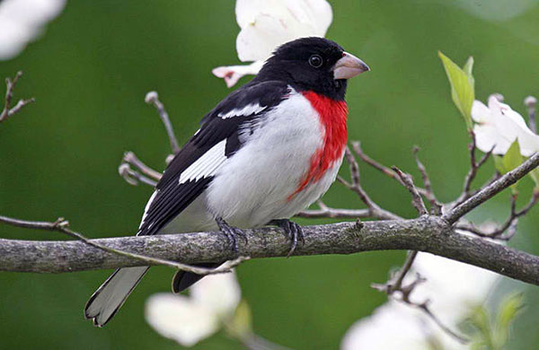 Rose-Breasted Grosbeak