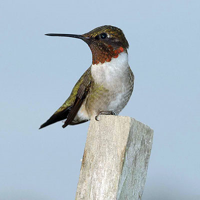 Ruby-Throated Hummingbird