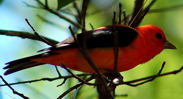 Scarlet Tanager