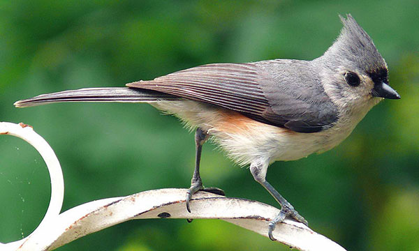 Tufted titmouse