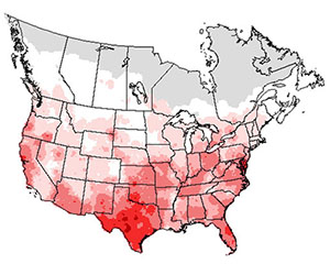 Summer range of the turkey vulture