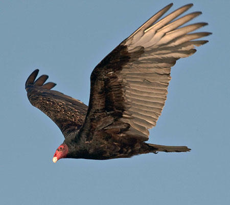 Turkey vulture