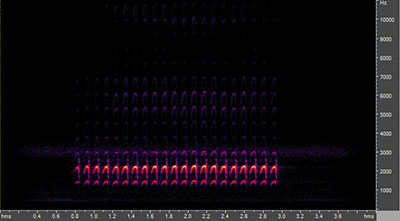 Vocalization of the white-breasted nuthatch