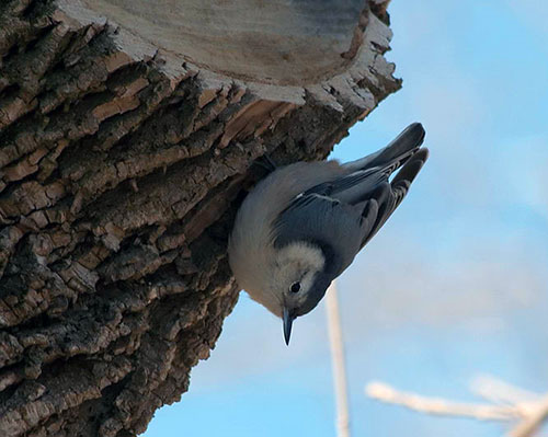 White-Breasted Nuthatch