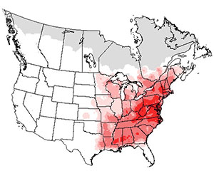 Summer range of the wood thrush