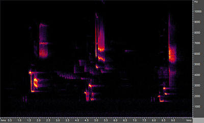 Vocalization of the wood thrush