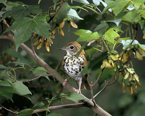 Wood thrush