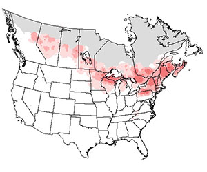 Summer range of the yellow-bellied sapsucker