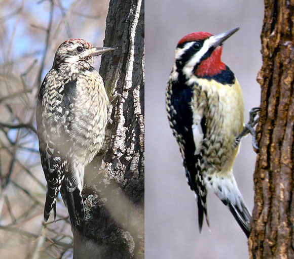 Yellow-bellied sapsuckers