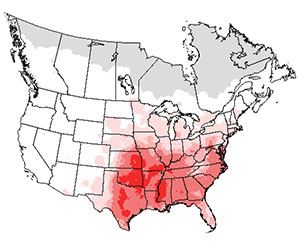 Summer range of the yellow-billed cuckoo