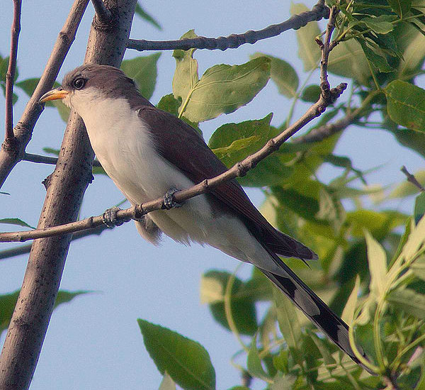 Yellow-Billed Cuckoo