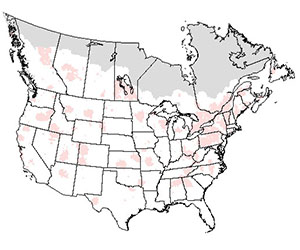 Summer range of the sharp-shinned hawk