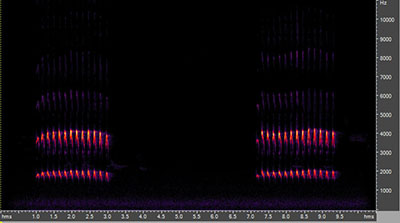 Vocalization of the sharp-shinned hawk