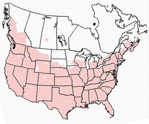 Winter range of the sharp-shinned hawk