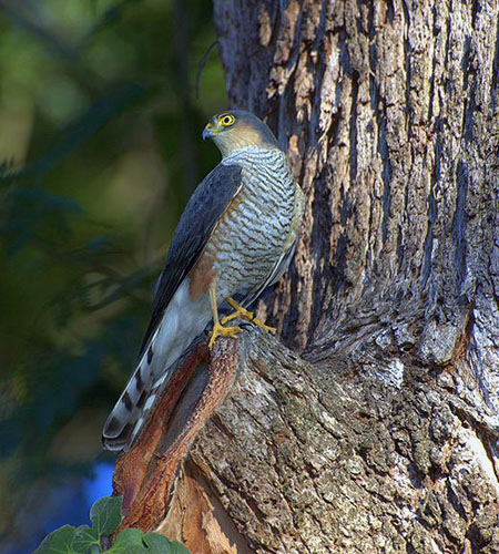 Sharp-shinned hawk