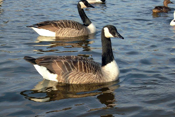 Canada Geese