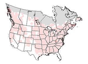 Summer range of the belted kingfisher