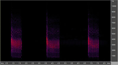 Vocalization of the belted kingfisher