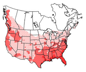 Winter range of the belted kingfisher