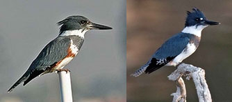 Belted Kingfisher