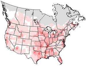 Summer range of the great blue heron