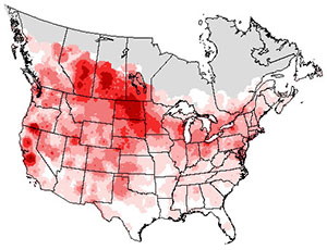 Summer range of the mallard duck