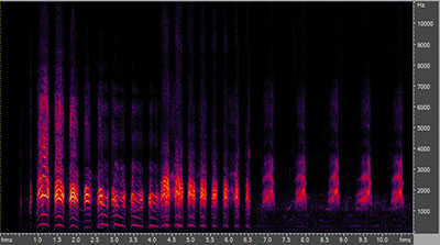 Vocalization of the mallard duck