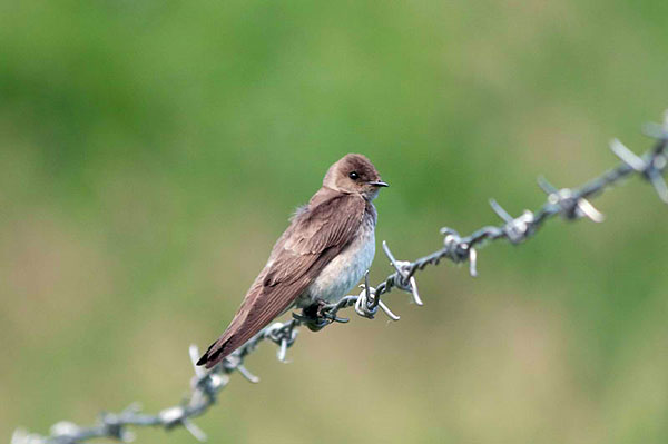 Northern Rough-Winged Swallow