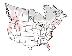 Winter range of the osprey