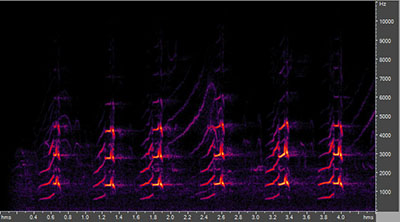 Vocalization of the wood duck