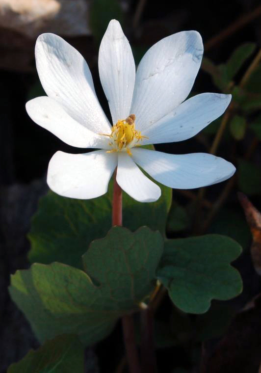 Bloodroot flower